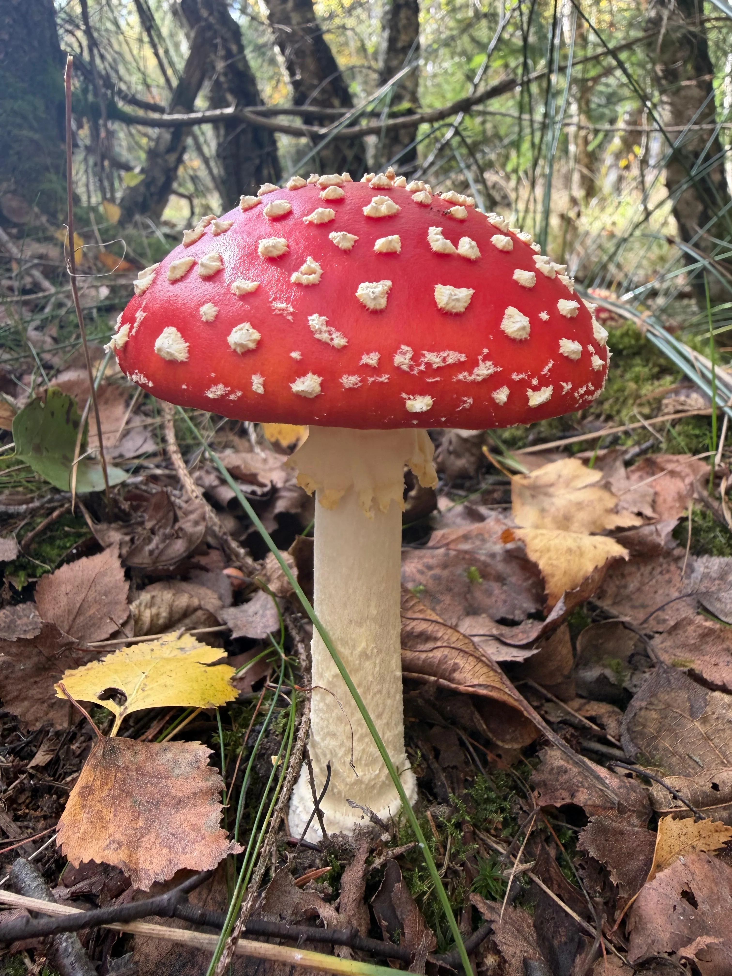 Fliegenpilz zwischen Herbstlaub