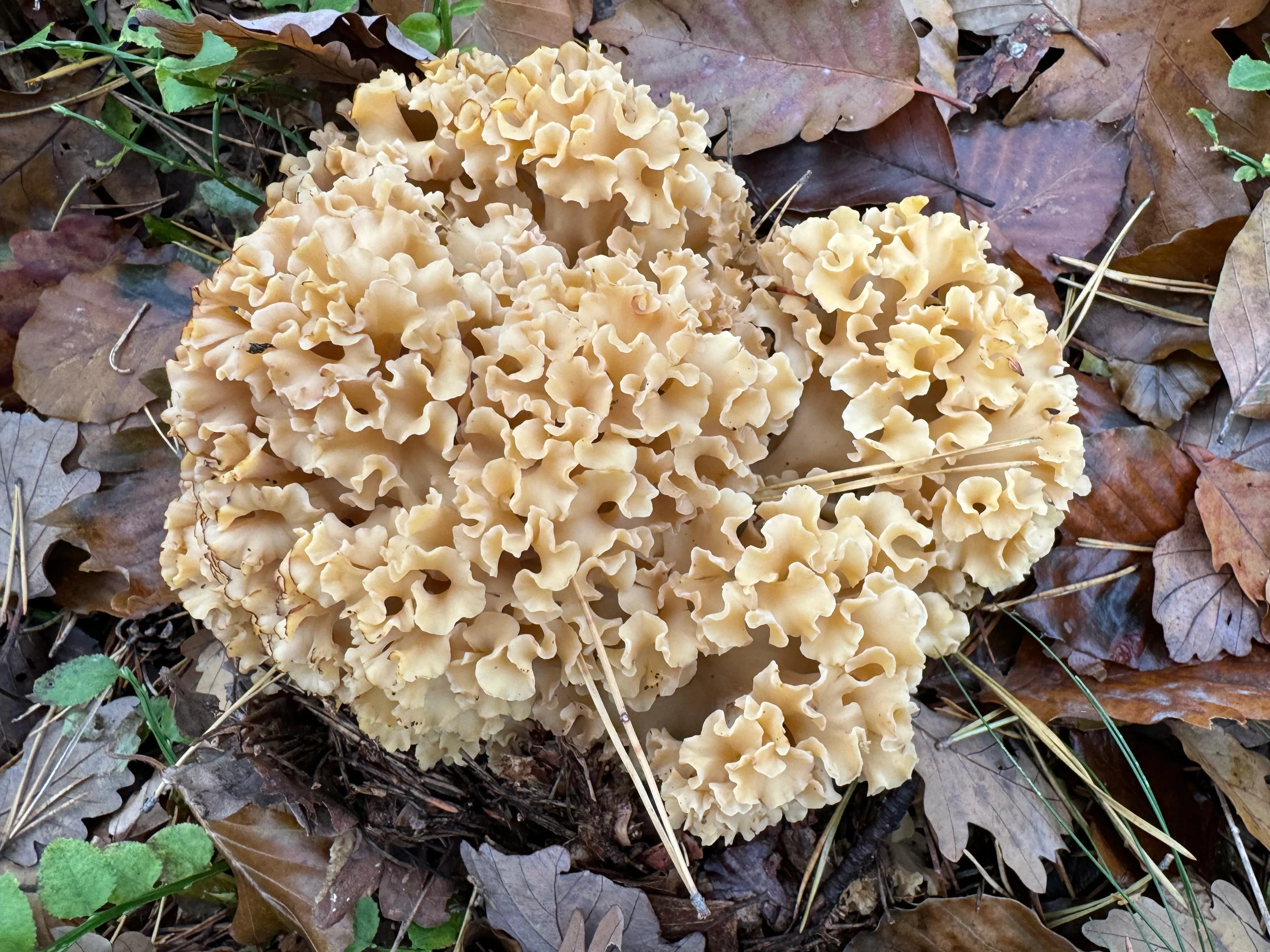 Krause Glucke am Waldboden