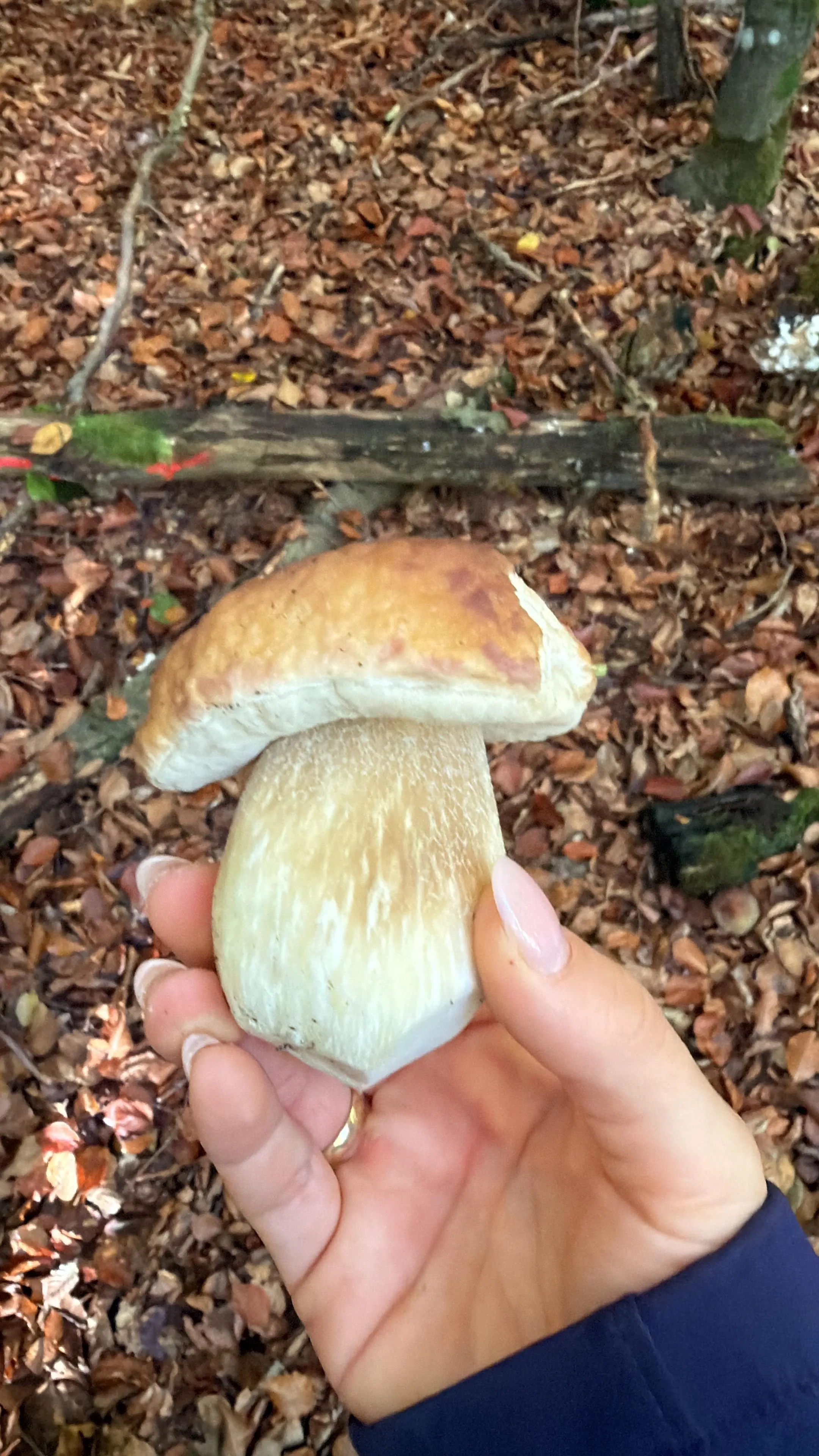 Frisch gefundener Steinpilz in der Hand